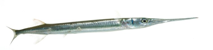 Fish have long thin bodies long jaws