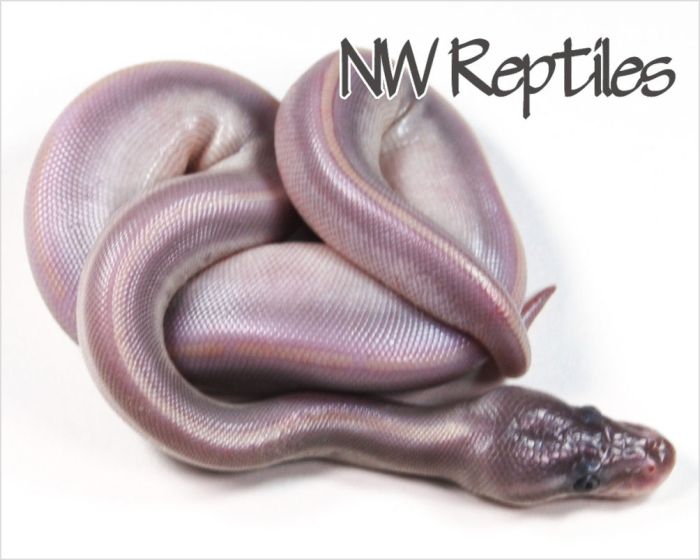 Snakes ball albino lavender pythons python xclusive