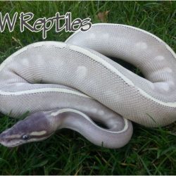 Lavender mystic potion ball python