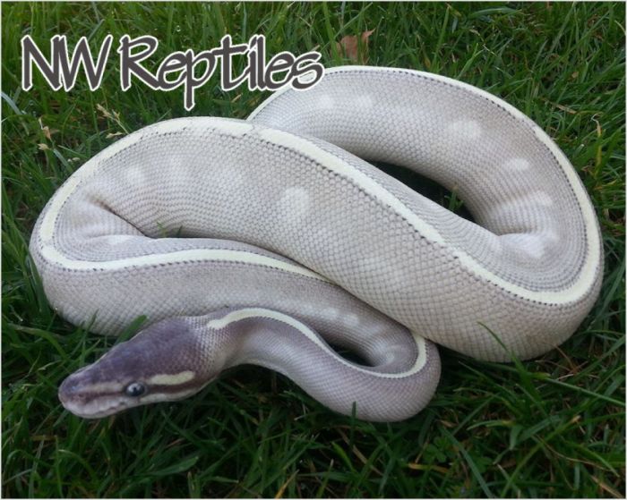 Lavender mystic potion ball python