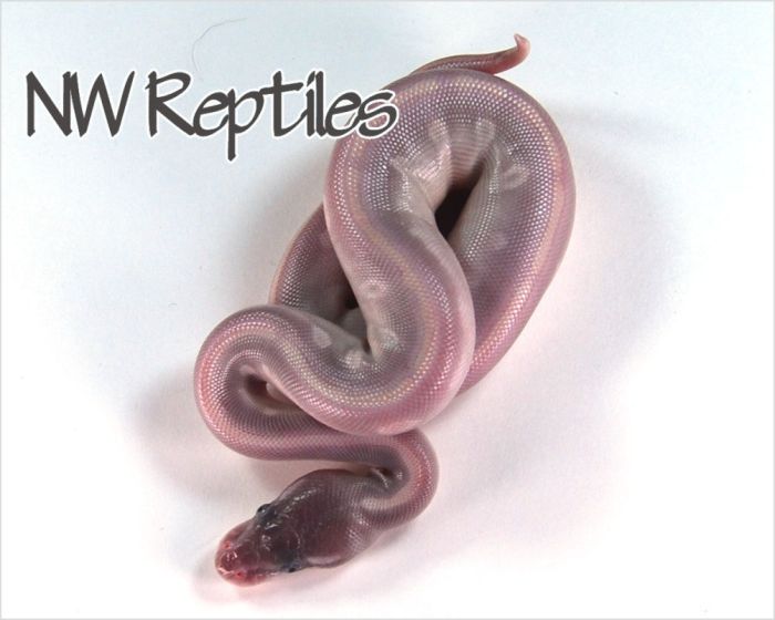 Lavender mystic potion ball python