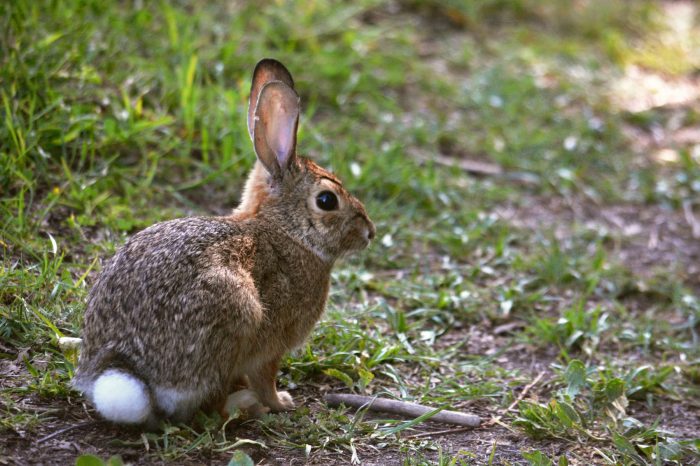 Corre como culebra y se sienta como conejo