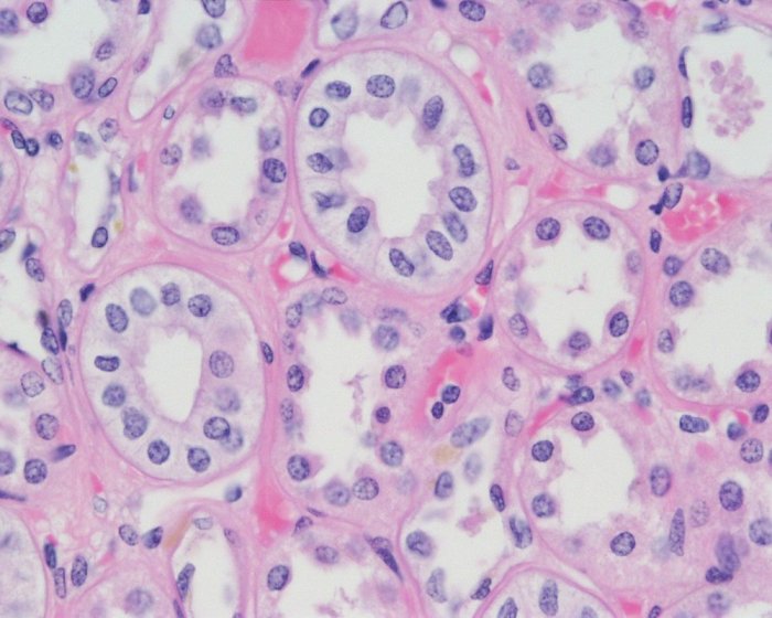 Cuboidal epithelium labeled cell kidney epithelia histology membrane tubules tissue longitudinal tissues microscope