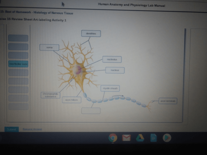 Review sheet 15 histology of nervous tissue