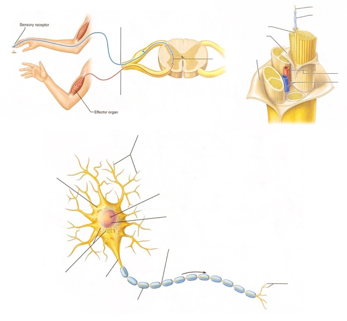 Review sheet 15 histology of nervous tissue