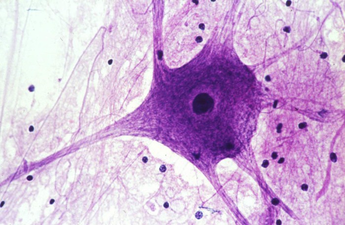 Histology nervous answers