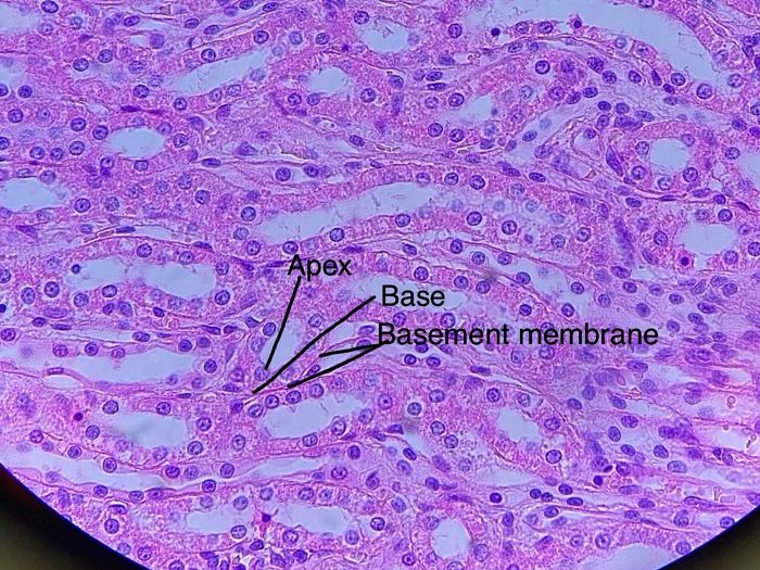 Simple cuboidal epithelium kidney labeled