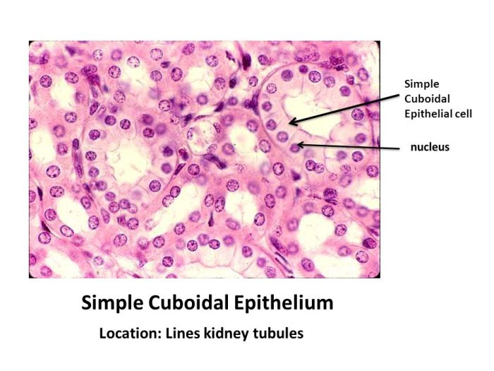 Simple cuboidal epithelium kidney labeled