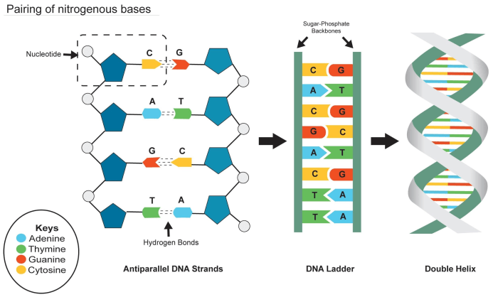 Dna base complementary pairs sugar phosphate double purine backbone nitrogenous helix strands replication hydrogen bond strand bases produce biology bonds