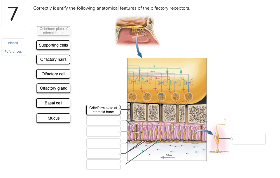 Correctly identify the following anatomical features of the olfactory receptors