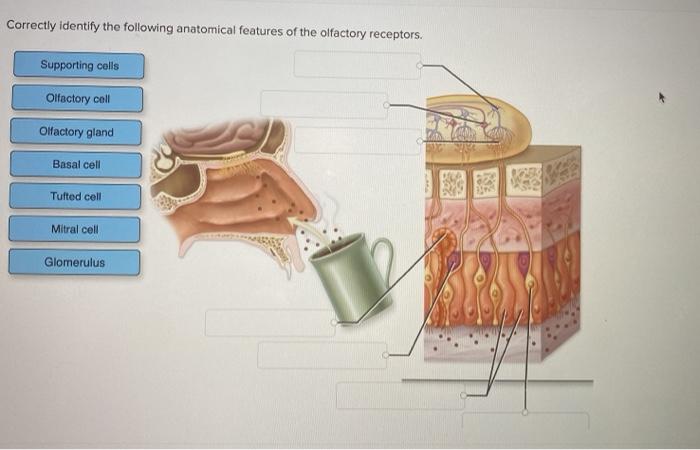 Correctly identify the following anatomical features of the olfactory receptors