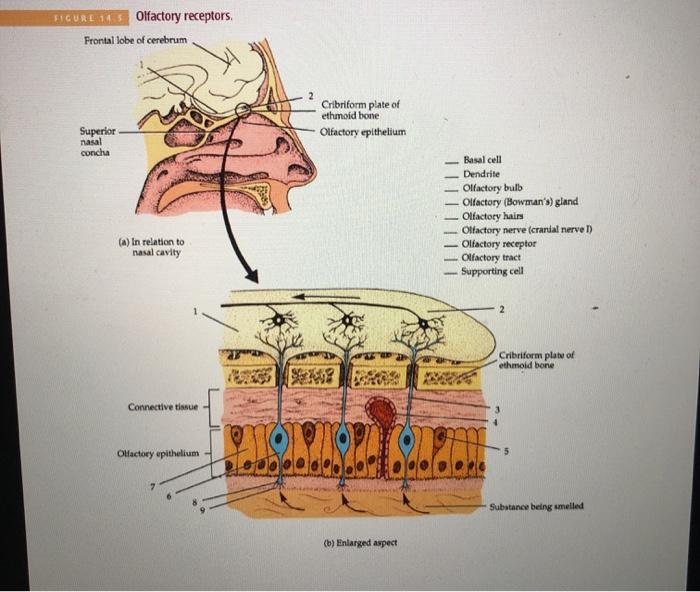 Smell olfaction olfactory epithelium cilia sensory cells sense neurons chemical basal system nerves anatomy cranial pathway physiology ciliated which brain