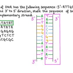 If a strand of dna has the nitrogen base sequence